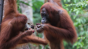 Dos orangutanes comiendo fruta