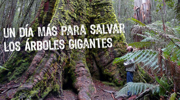Arbol gigante