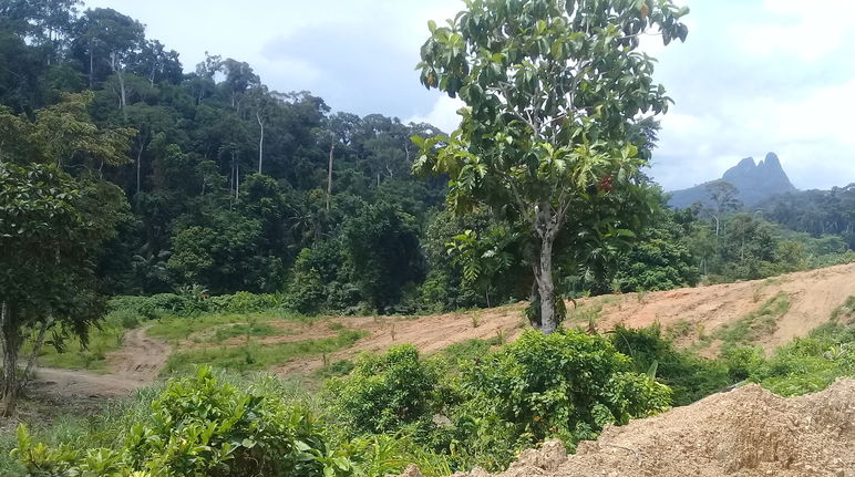 La tala de la empresa San Andrés se ha detenido Deforestación en Filipinas