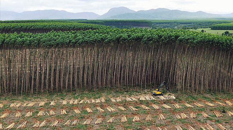 Feo panorama: plantaciones de VERACEL al fondo Monocultivo de árboles