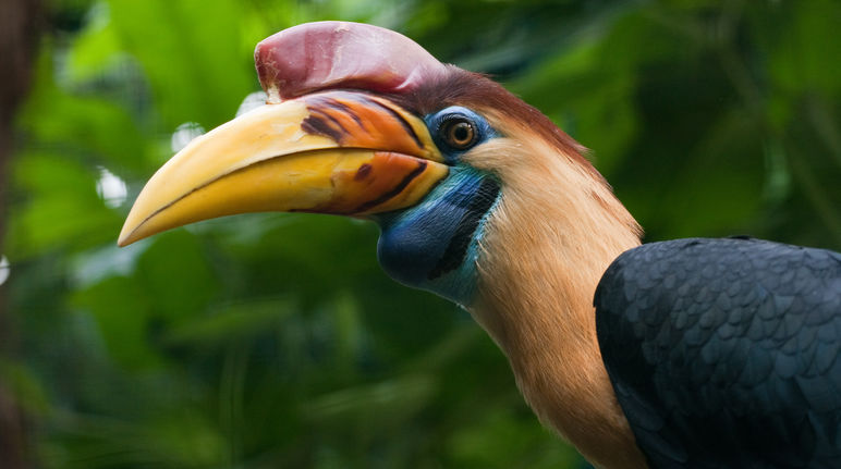 Los cálaos viven en la isla de Célebes Cálao