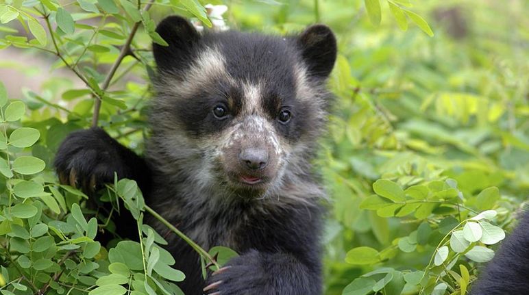 Oso de anteojos en el bosque