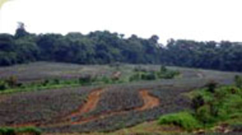 Las plantaciones de piña avanzan sobre el bosque