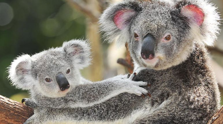 Mama koala con su cría en un árbol