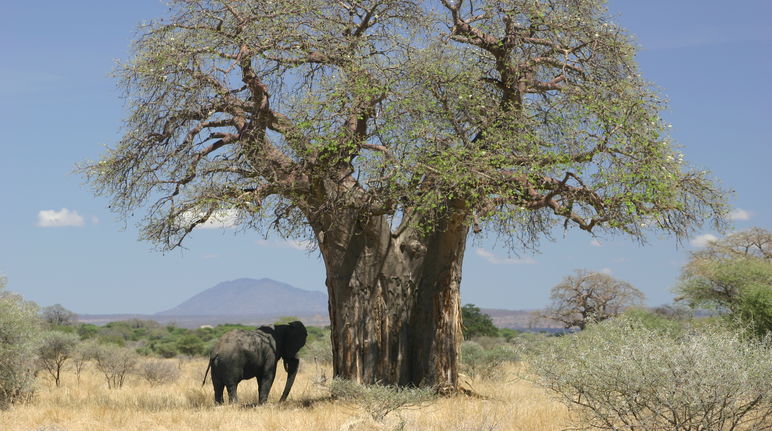 Elefante junto a un baobab en la savana