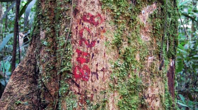 Arboles inventariados en la selva