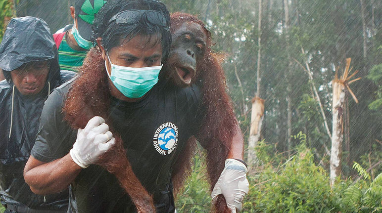 Rescate de un orangután tras la deforestación que acontece en Borneo