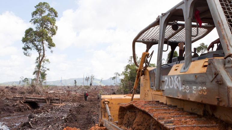 Bulldozers fuera de la selva Bulldozer destruyen la selva