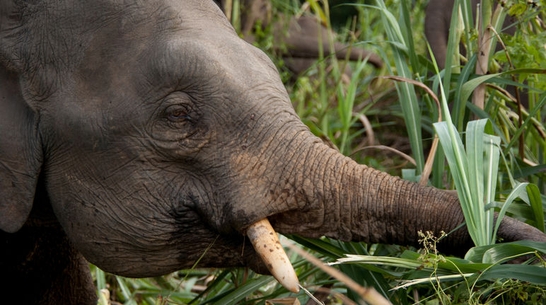 Los elefantes pigmeos de Sabah estaban gravemente amenazados Elefante comiendo