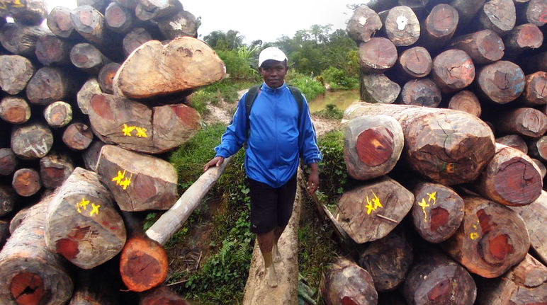 Clovis Razafimalala, es peligroso denunciar el tráfico de madera de palisandro en Madagascar Clovis Razafimalala