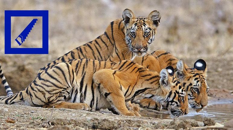 Tres tigres tomando agua en la India