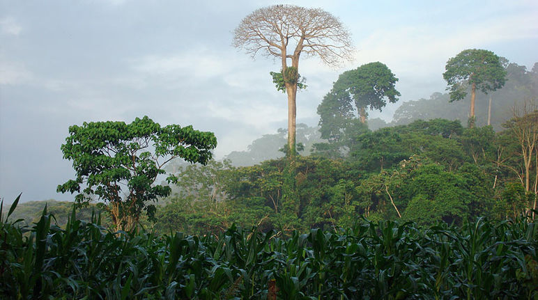 Selva tropical