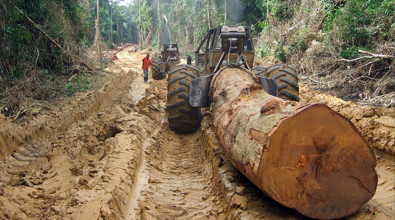 Comercio ilegal de madera financia conflictos armados en África. Maquinaria pesada remolca arboles talados en la selva