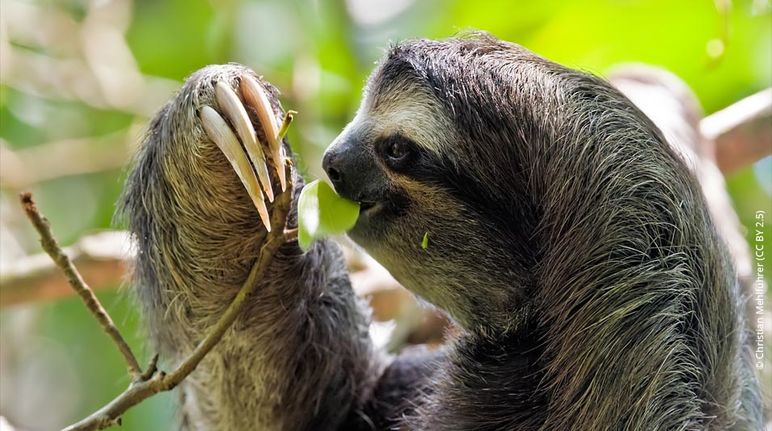 Pigmeo perezoso comiendo hojas