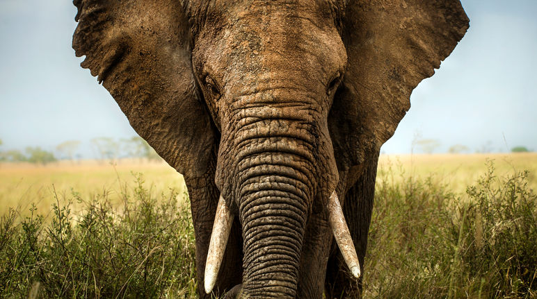 Gigantes indefensos: no hay salida frente a las armas de los cazadores ilegales Elefante africano en la savana