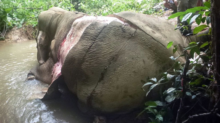 Elefante cazado ilegalmente y al que han arrancado la piel