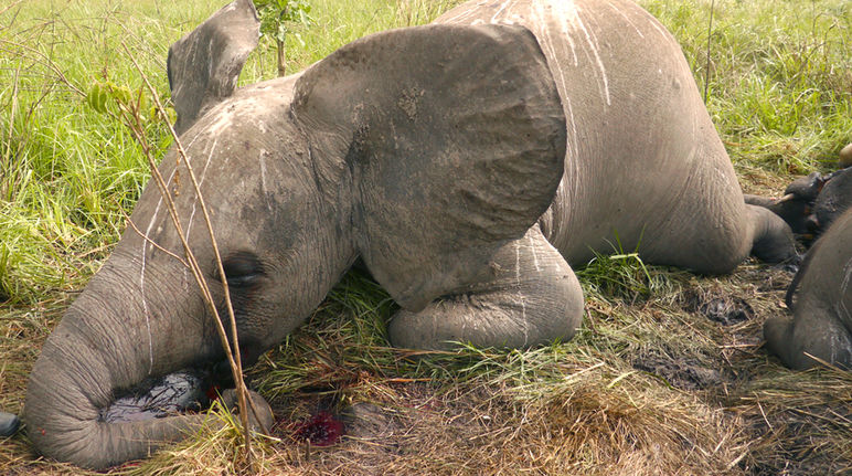 Elefantes en Afrika: bandas criminales a la caza (Foto: Nuria Ortega/African Parks Network) Cría de elefante