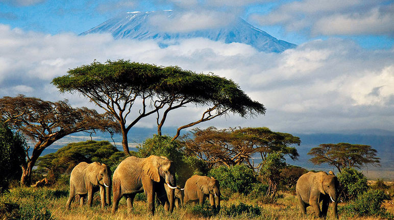 Elefantes ante el Kilimanjaro