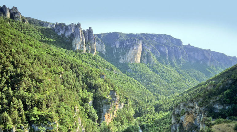 Bosque y montañas en Francia