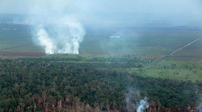 Se provocaron más de 100 incendios en Tripa Bosque está siendo quemado y talado