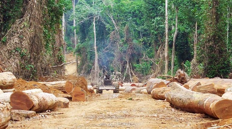 Ladrones de madera ante la selva deforestada