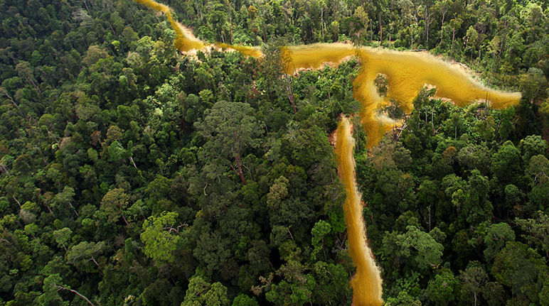 Selva en la Guayana francesa