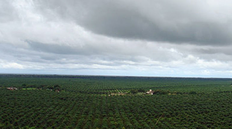 Plantaciones de palma aceitera en Honduras Monocultivo de palma en Honduras
