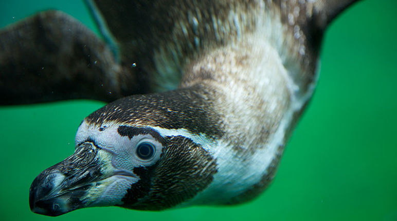 Pingüino Humboldt
