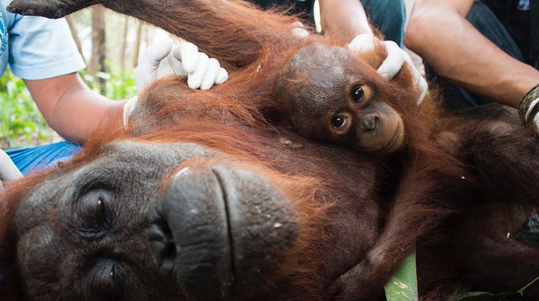 Orangutana con cria recibe atención veterinaria