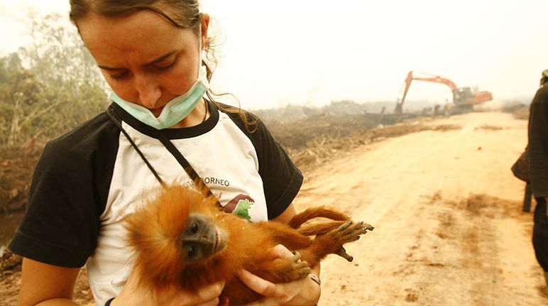 Los animales pierden su hábitat por la deforestación causada para extender la palma (Foto: Tantyo Bangun) Veterinaria rescatando un mono de una plantación de palma