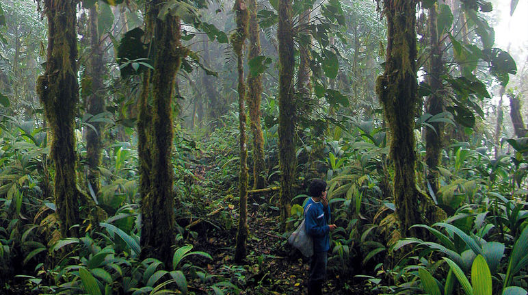 Bosque nublado de Intag, cantón Cotacachi, provincia Imbabura, Ecuador Bosque de niebla amenazado por proyecto minero