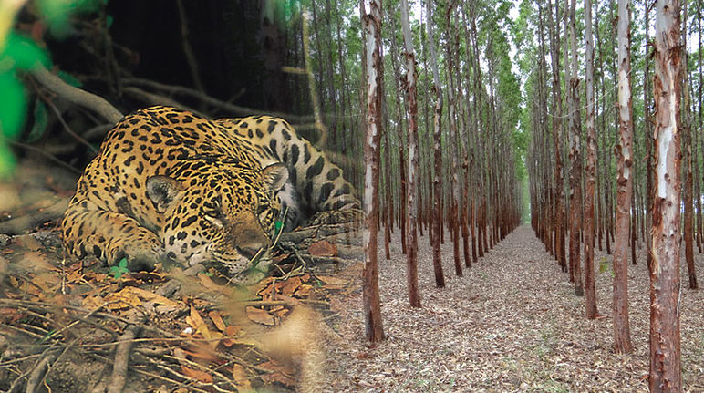 No dejan lugar a poblaciones ni animales: plantaciones de madera son desiertos verdes (Foto: A. Hofer / I. Gonçalves de Souza) Monocultivo de eucalipto en Brasil