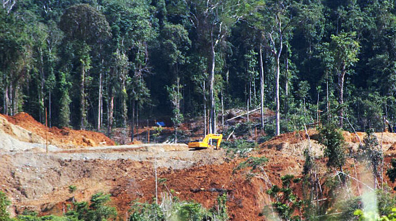 Bosque en la isla Célebes en Indonesia