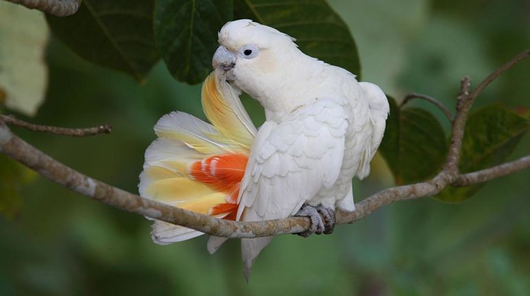 Una cacatúa filipina asea su cola en la selva