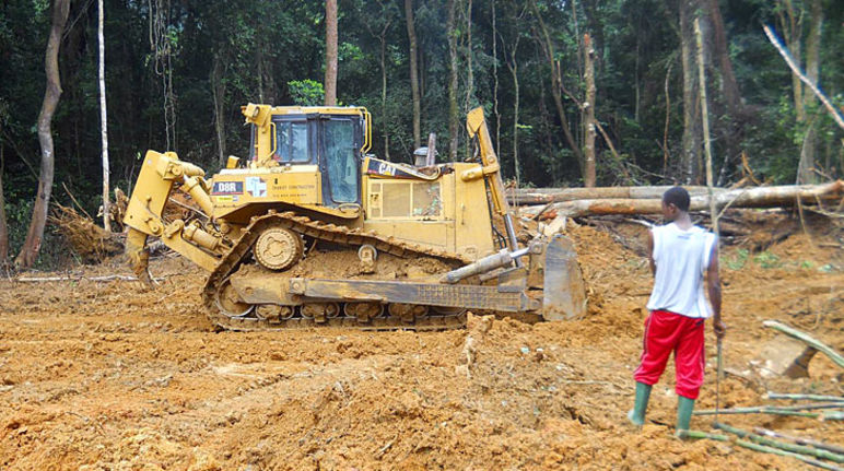 Así talan los especuladores la selva para implementar la palma