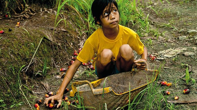 Niña trabaja en plantaciones de palma aceitera