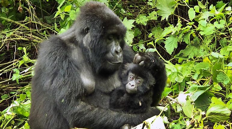 Familia de gorilas en el Parque Nacional Virunga