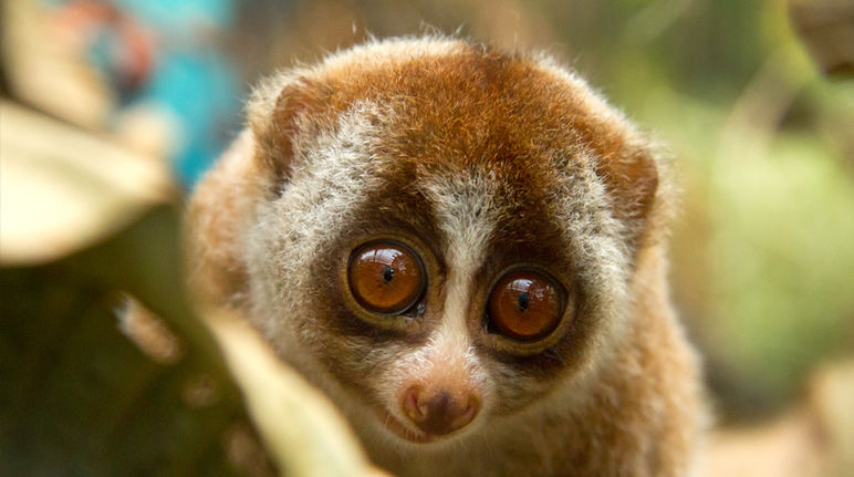 Severamente amenazados de extinción Loris