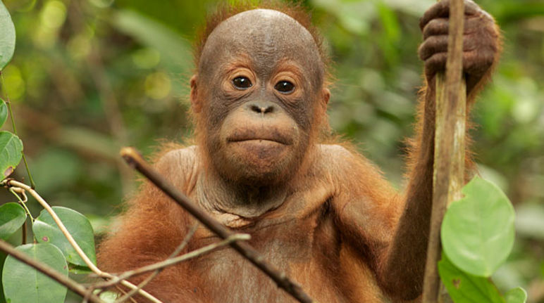 Tripa salvado para los orangutanes de Sumatra Orangután en la selva indonesia