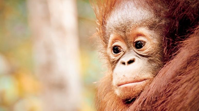Orangután de cara triste