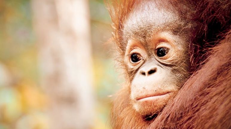 En peligro de extinción en gran parte por la expansión del cultivo de la palma aceitera Orangután de cara triste