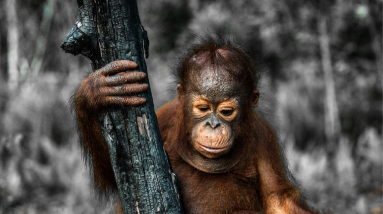 Baby orangutan con árbol quemado