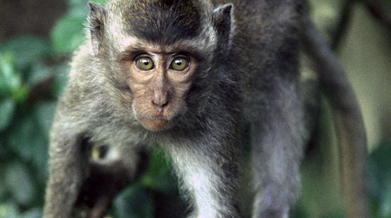 Una oportunidad para la biodiversidad de Palawan