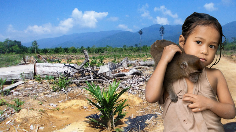 Bosque talado y plantación de palma en Filipinas