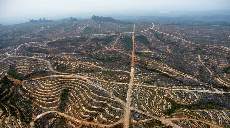 Los daños de las plantaciones de palma aceitera en Indonesia