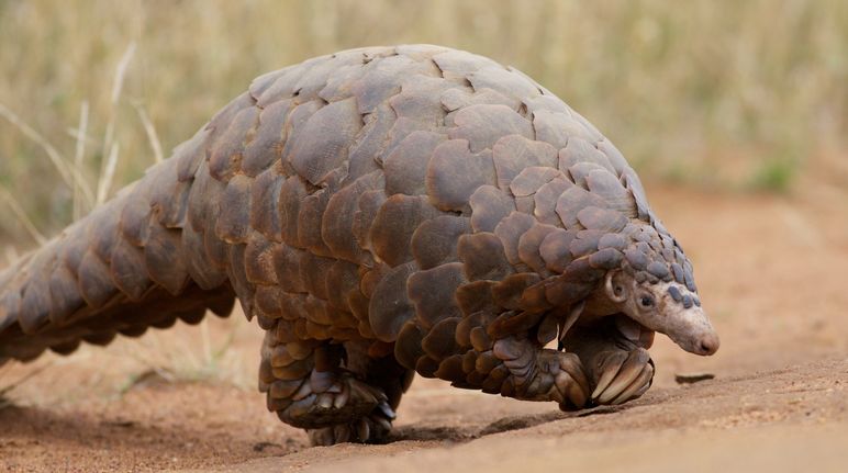 La carne y las escamas de los pangolines son muy apreciadas en lugares de Asia y Africa Pangolin