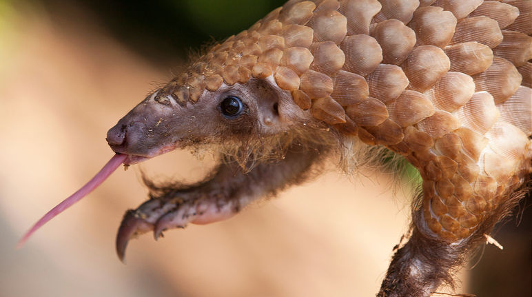 Resultado de imagen de Pangolin