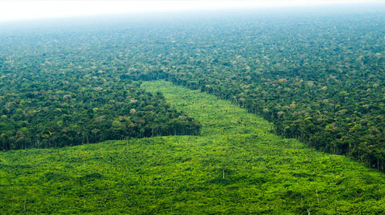 Deforestación de la Amazonía para la siembra de palma en lo que antes era selva