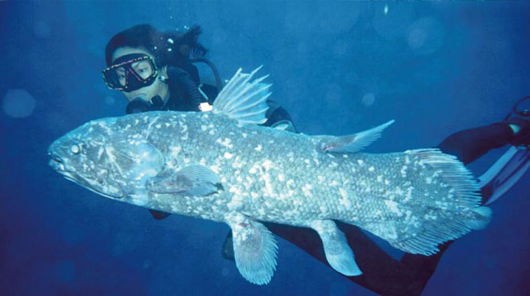 Pez prehistórico en peligro–proteger al celacanto - Salva la Selva
