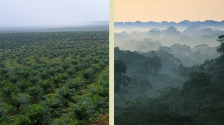 Un desierto verde de palmas aceiteras sustituye a las selvas en los países tropicales Fotos de cultivo de palma y selva tropical
